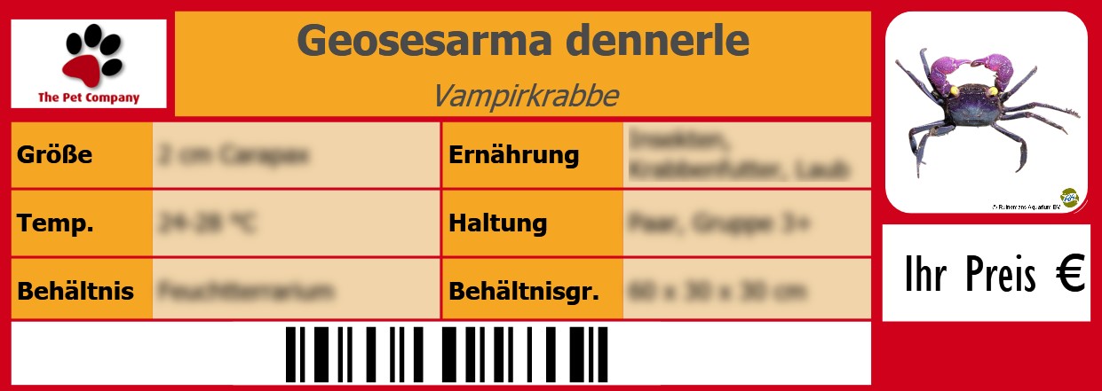 Geosesarma dennerle Vampirkrabbe 105 x 38 mm