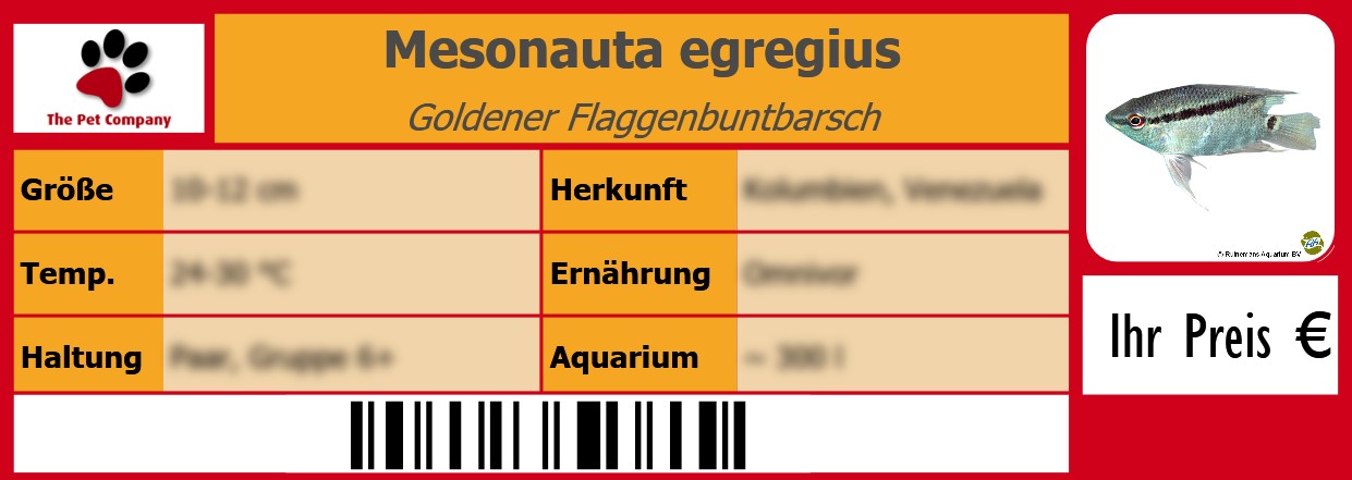 Mesonauta egregius Goldener Flaggenbuntbarsch 105 x 38 mm