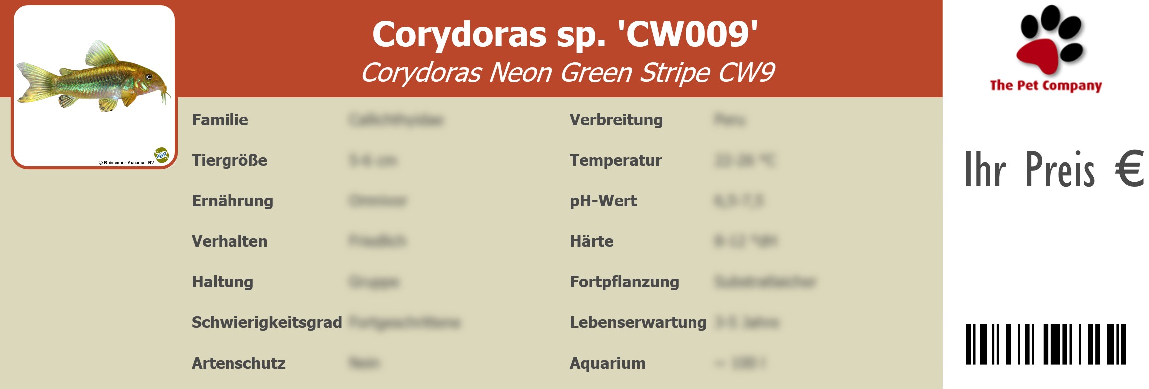 Corydoras sp. 'CW009' Corydoras Neon Green Stripe CW9 195 x 66 mm