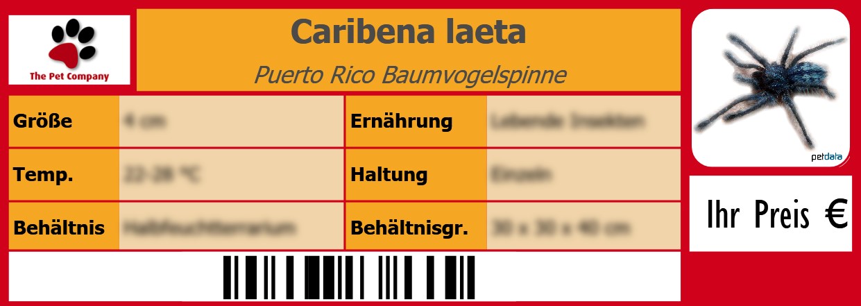 Caribena laeta Puerto Rico Baumvogelspinne 105 x 38 mm