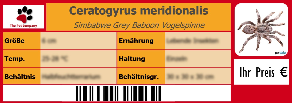 Ceratogyrus meridionalis Simbabwe Grey Baboon Vogelspinne 105 x 38 mm