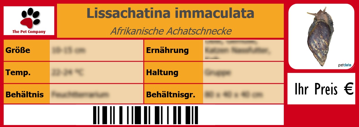 Lissachatina immaculata Afrikanische Achatschnecke 105 x 38 mm