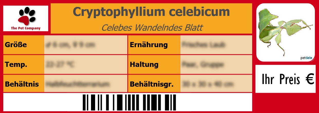 Cryptophyllium celebicum Celebes Wandelndes Blatt 105 x 38 mm