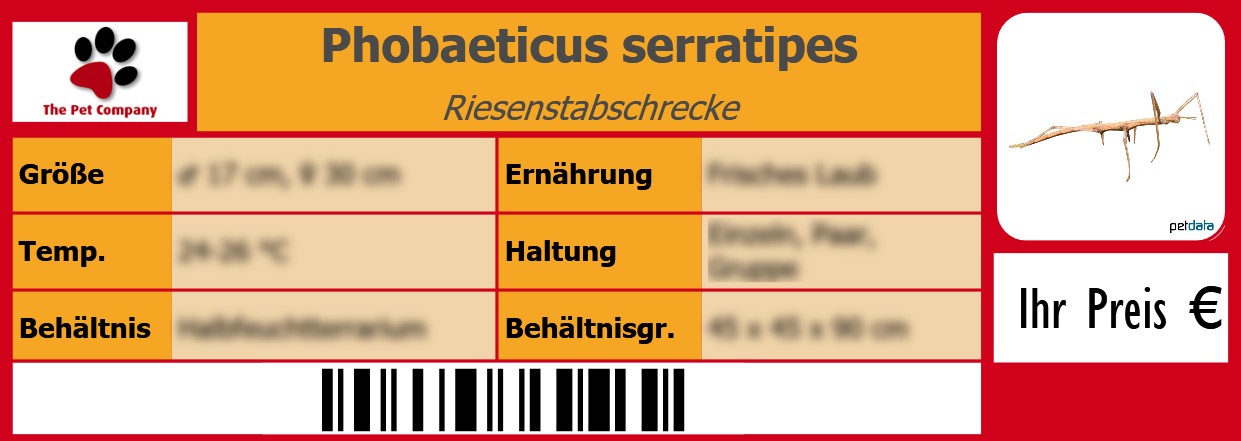 Phobaeticus serratipes Riesenstabschrecke 105 x 38 mm