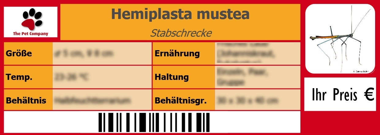 Hemiplasta mustea Stabschrecke 105 x 38 mm