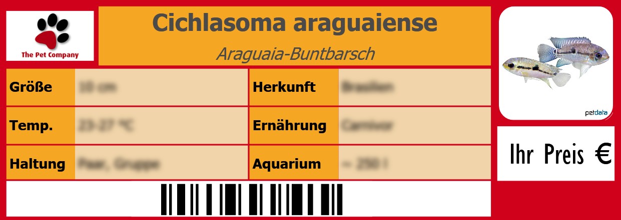 Cichlasoma araguaiense Araguaia-Buntbarsch 105 x 38 mm