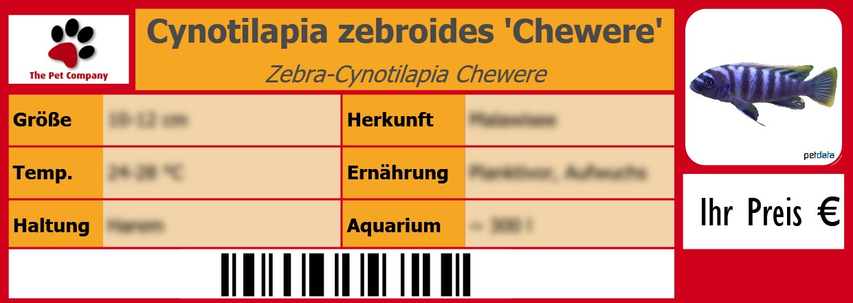 Cynotilapia zebroides 'Chewere' Zebra-Cynotilapia Chewere 105 x 38 mm