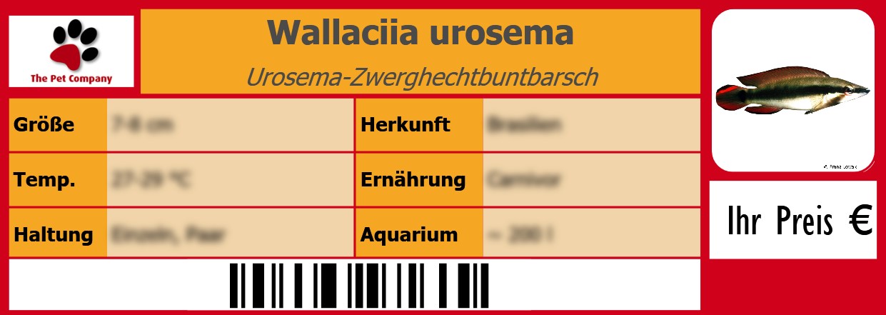 Wallaciia urosema Urosema-Zwerghechtbuntbarsch 105 x 38 mm