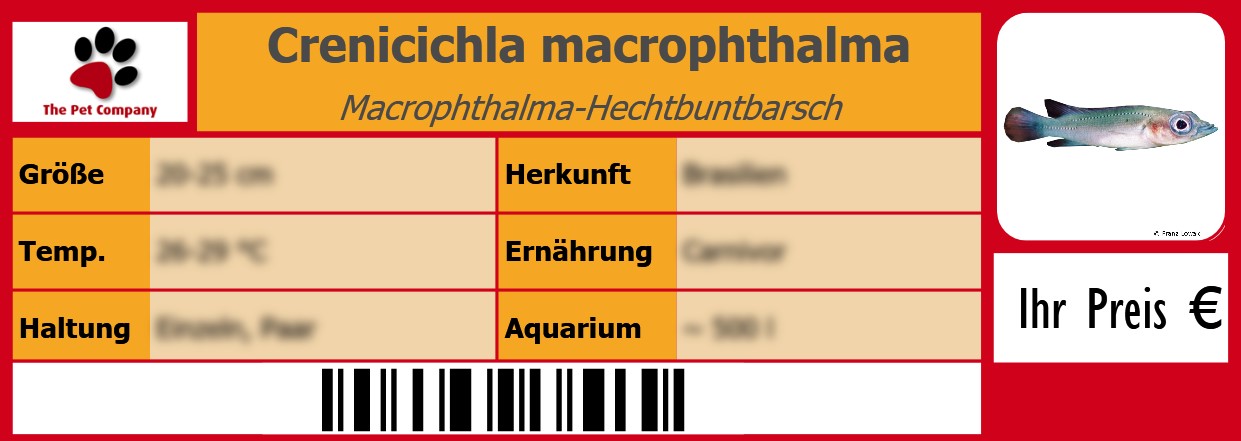 Crenicichla macrophthalma Macrophthalma-Hechtbuntbarsch 105 x 38 mm