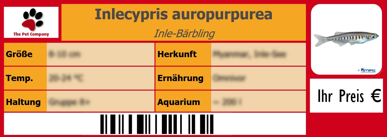 Inlecypris auropurpurea Inle-Bärbling 105 x 38 mm