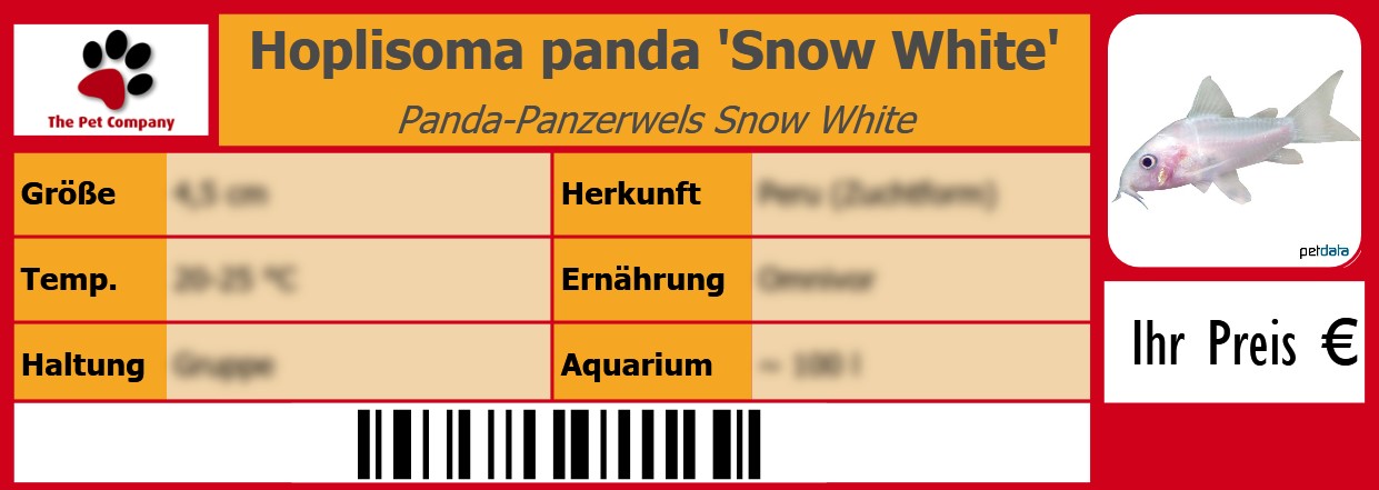 Hoplisoma panda 'Snow White' Panda-Panzerwels Snow White 105 x 38 mm