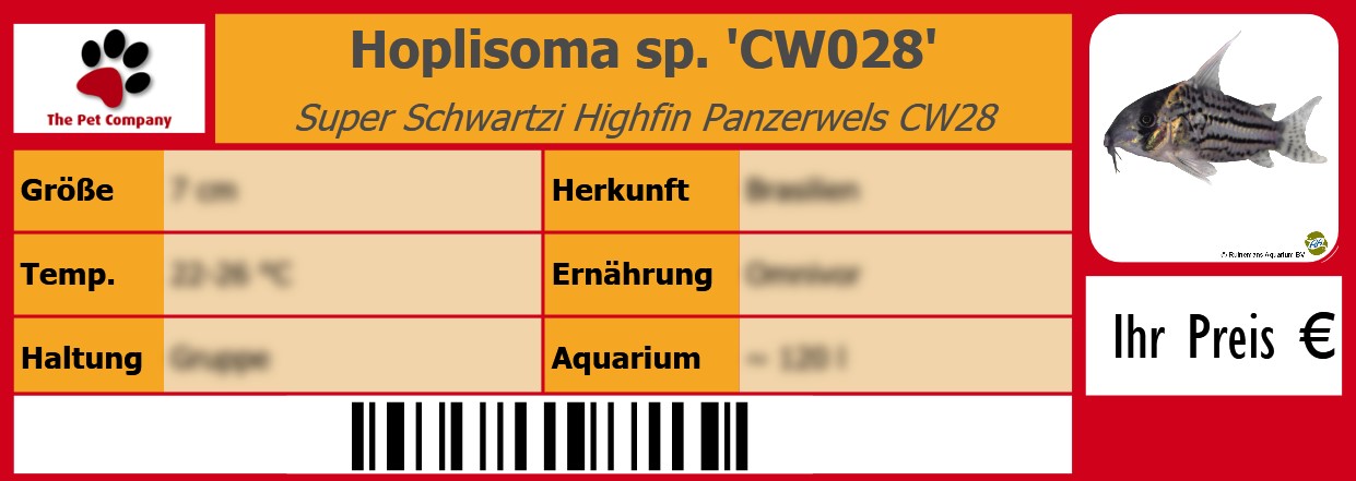 Hoplisoma sp. 'CW028' Super Schwartzi Highfin Panzerwels CW28 105 x 38 mm