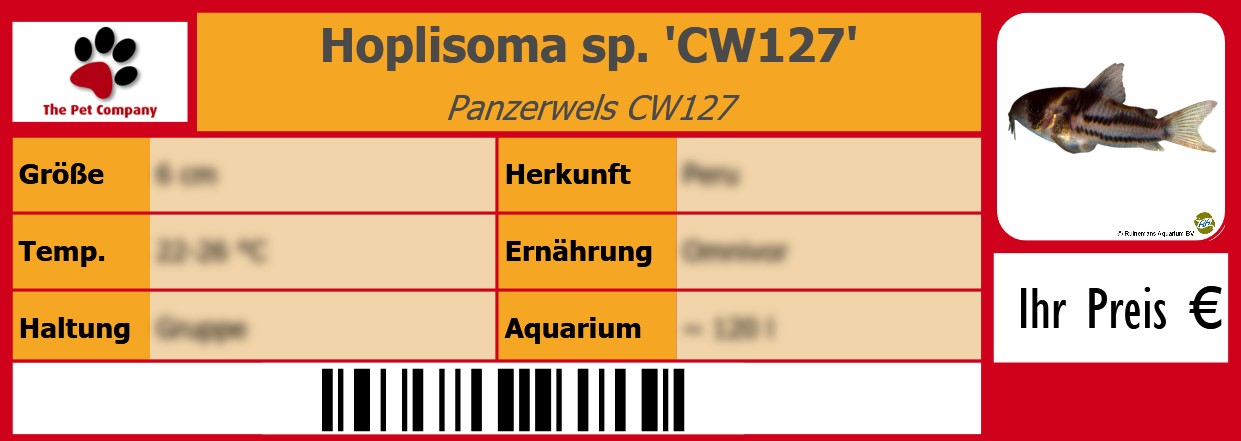 Hoplisoma sp. 'CW127' Panzerwels CW127 105 x 38 mm