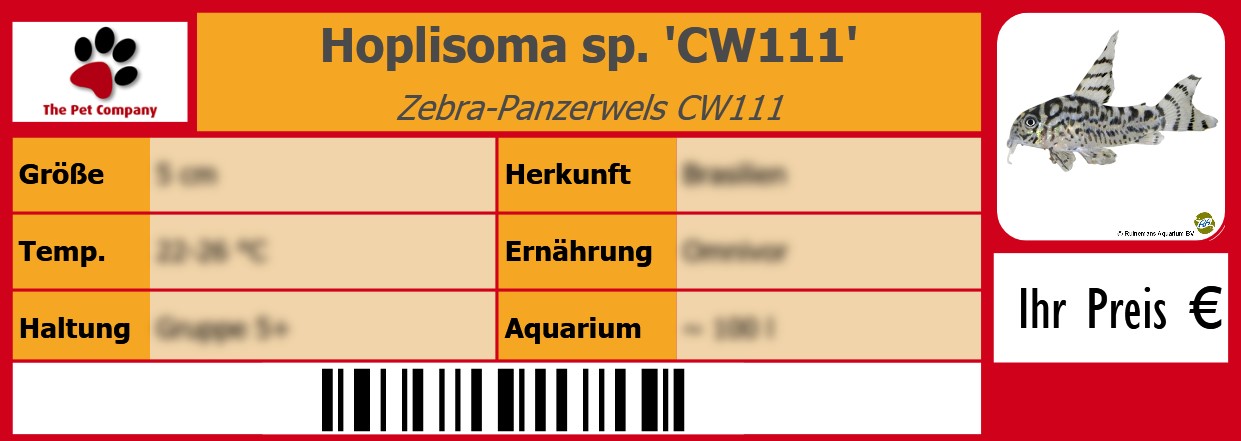 Hoplisoma sp. 'CW111' Zebra-Panzerwels CW111 105 x 38 mm