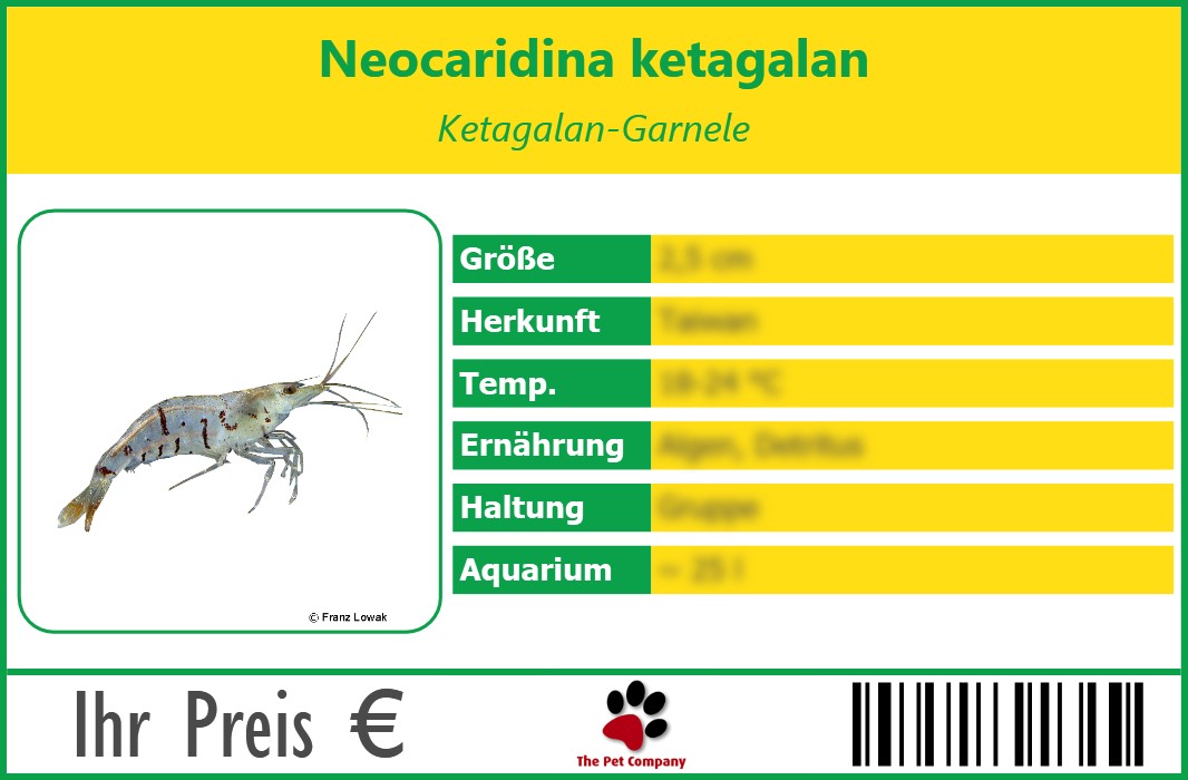 Neocaridina ketagalan Ketagalan-Garnele 90 x 60 mm