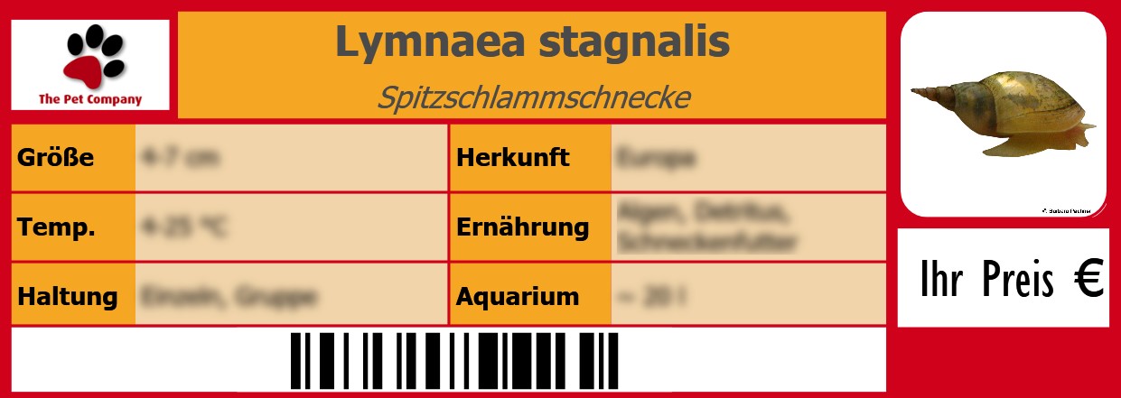 Lymnaea stagnalis Spitzschlammschnecke 105 x 38 mm