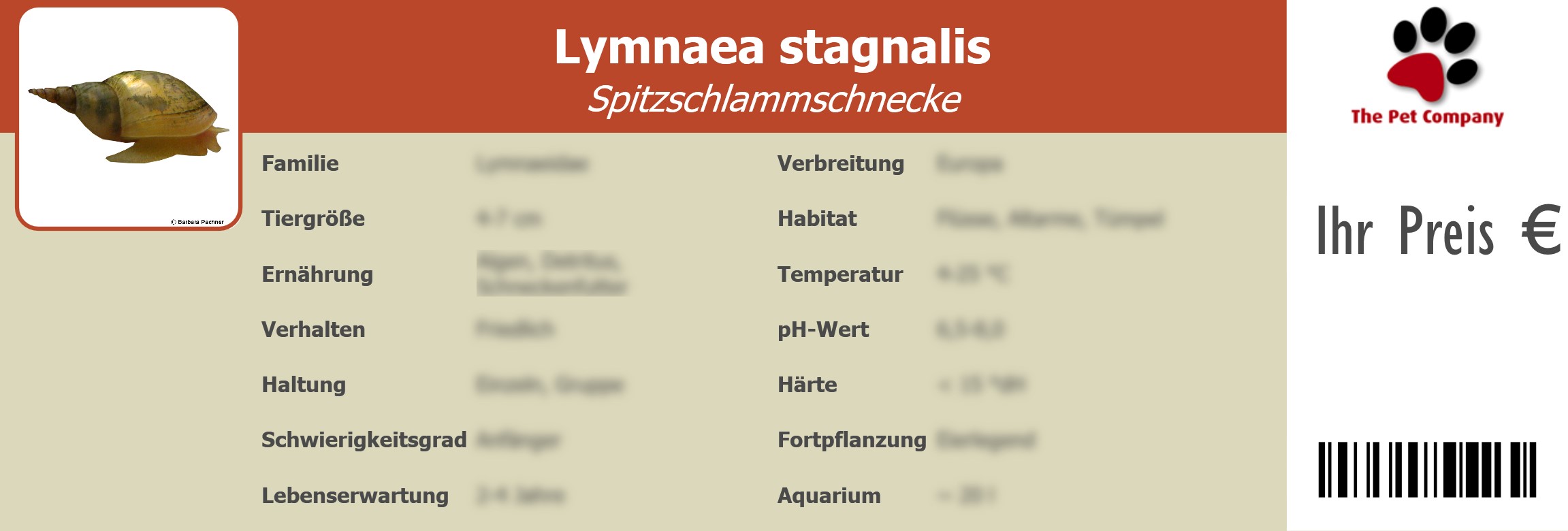 Lymnaea stagnalis Spitzschlammschnecke 195 x 66 mm