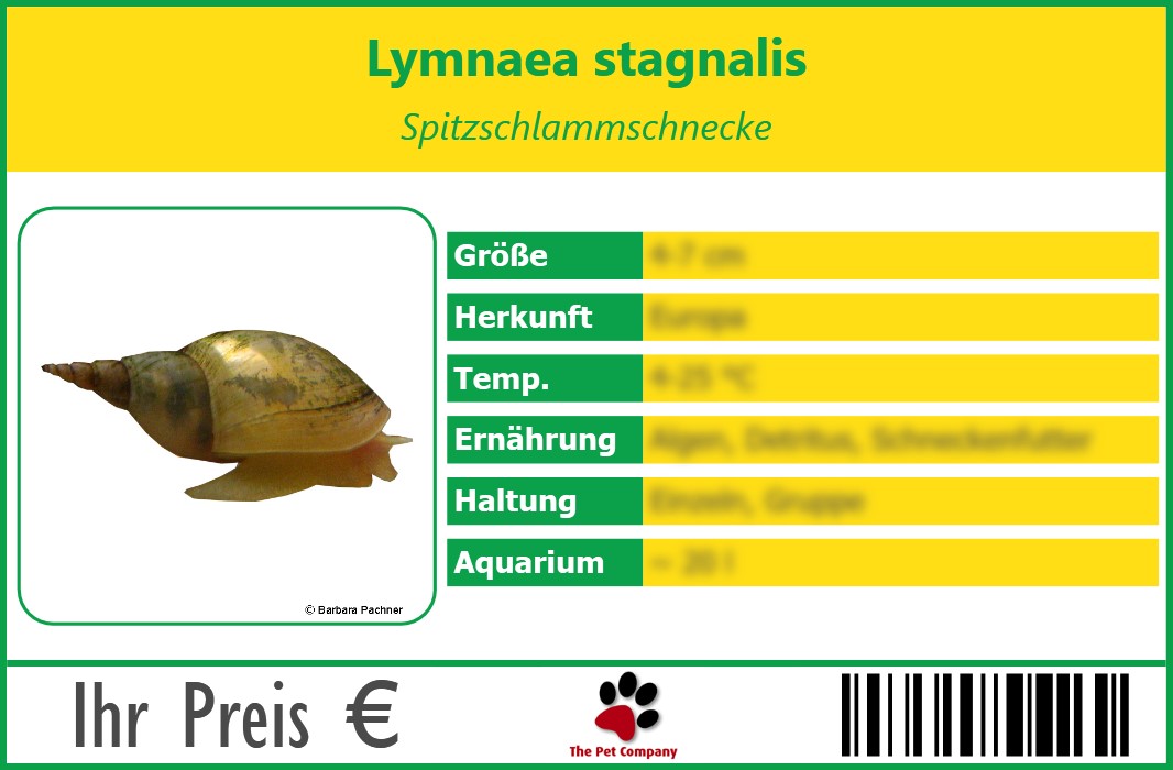 Lymnaea stagnalis Spitzschlammschnecke 90 x 60 mm