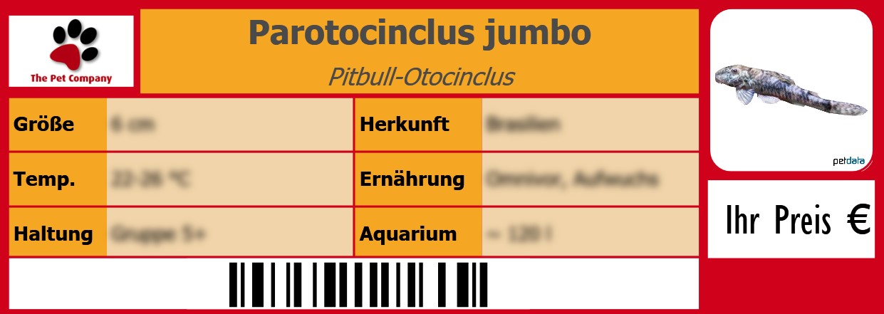Parotocinclus jumbo Pitbull-Otocinclus 105 x 38 mm