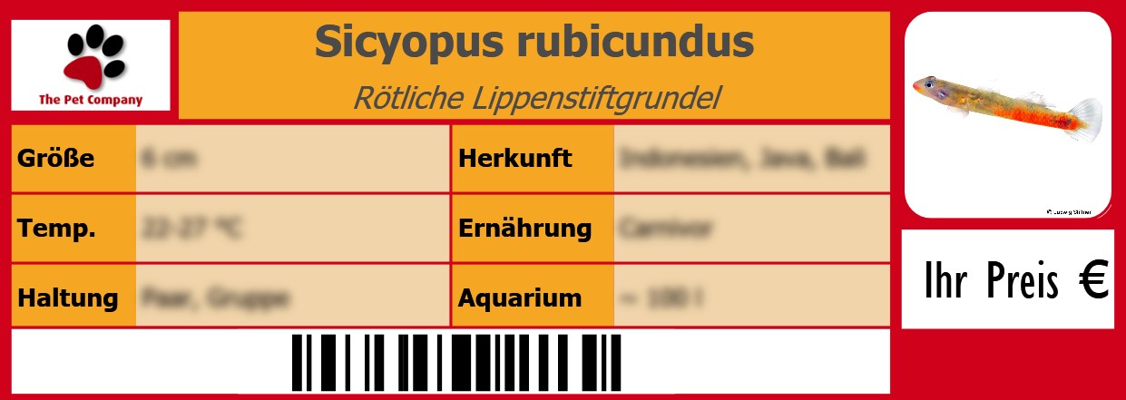 Sicyopus rubicundus Rötliche Lippenstiftgrundel 105 x 38 mm