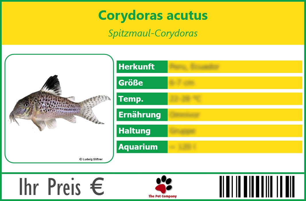 Corydoras acutus Spitzmaul-Corydoras 90 x 60 mm