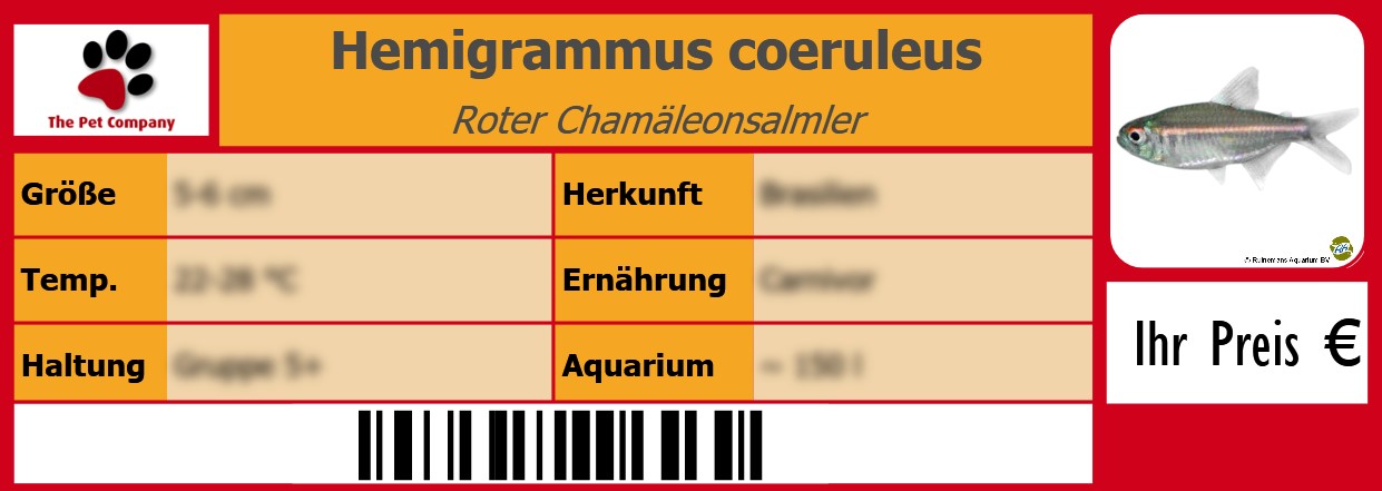 Hemigrammus coeruleus Roter Chamäleonsalmler 105 x 38 mm