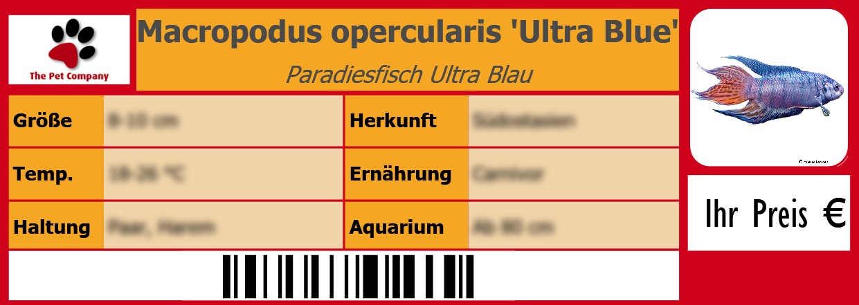 Macropodus opercularis 'Ultra Blue' Paradiesfisch Ultra Blau 105 x 38 mm