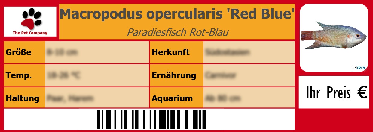 Macropodus opercularis 'Red Blue' Paradiesfisch Rot-Blau 105 x 38 mm