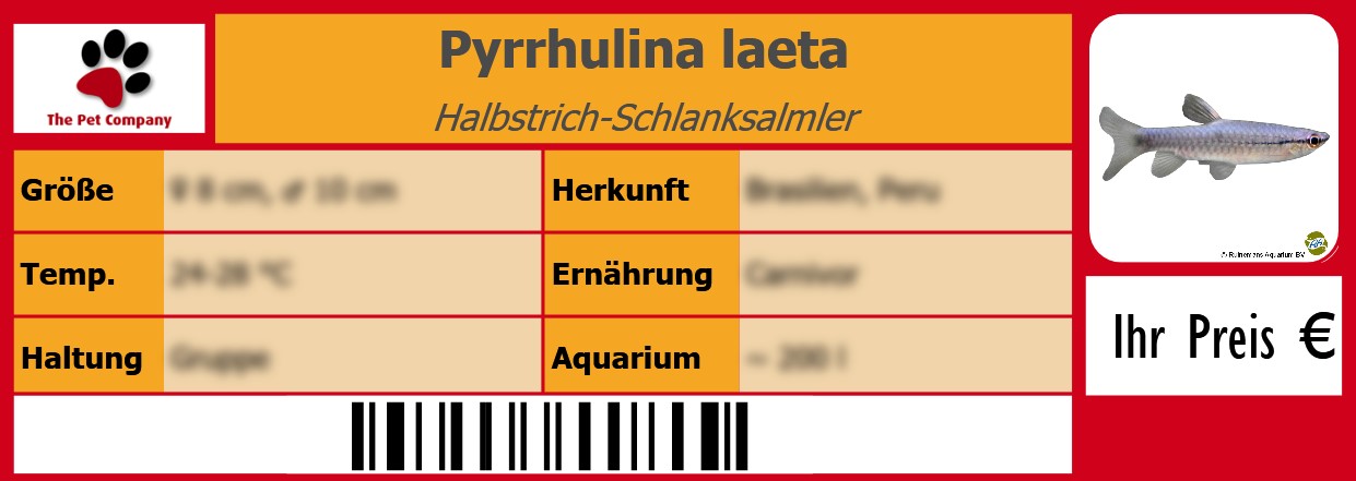 Pyrrhulina laeta Halbstrich-Schlanksalmler 105 x 38 mm