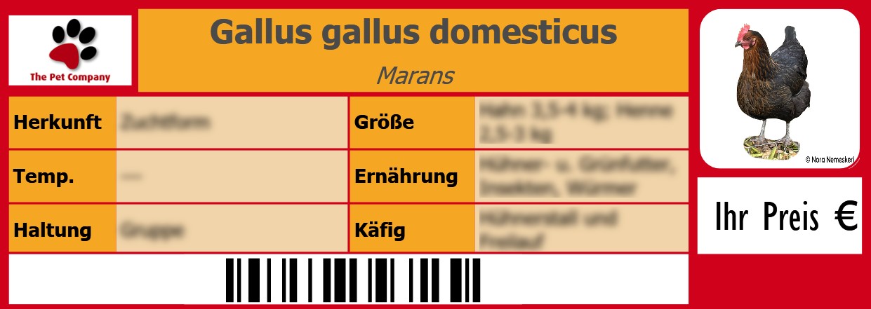 Gallus gallus domesticus Marans 105 x 38 mm