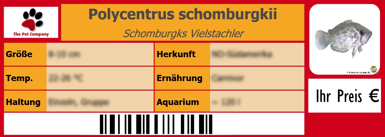 Polycentrus schomburgkii Schomburgks Vielstachler 105 x 38 mm