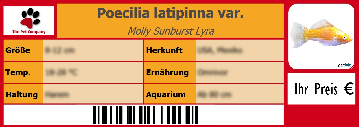 Poecilia latipinna var. Molly Sunburst Lyra 105 x 38 mm