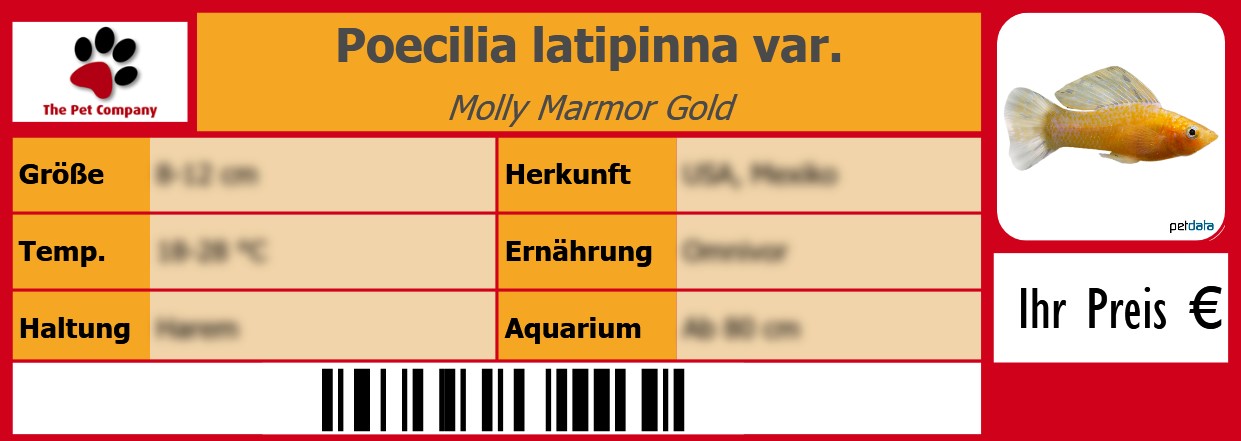 Poecilia latipinna var. Molly Marmor Gold 105 x 38 mm
