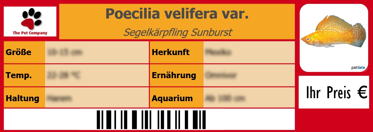 Poecilia velifera var. Segelkärpfling Sunburst 105 x 38 mm