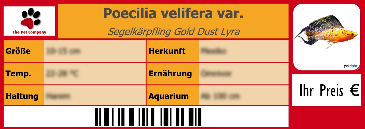 Poecilia velifera var. Segelkärpfling Gold Dust Lyra 105 x 38 mm