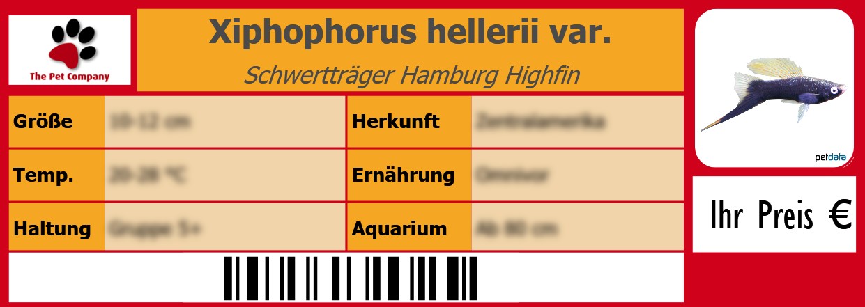 Xiphophorus hellerii var. Schwertträger Hamburg Highfin 105 x 38 mm