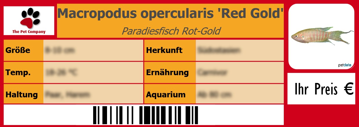 Macropodus opercularis 'Red Gold' Paradiesfisch Rot-Gold 105 x 38 mm