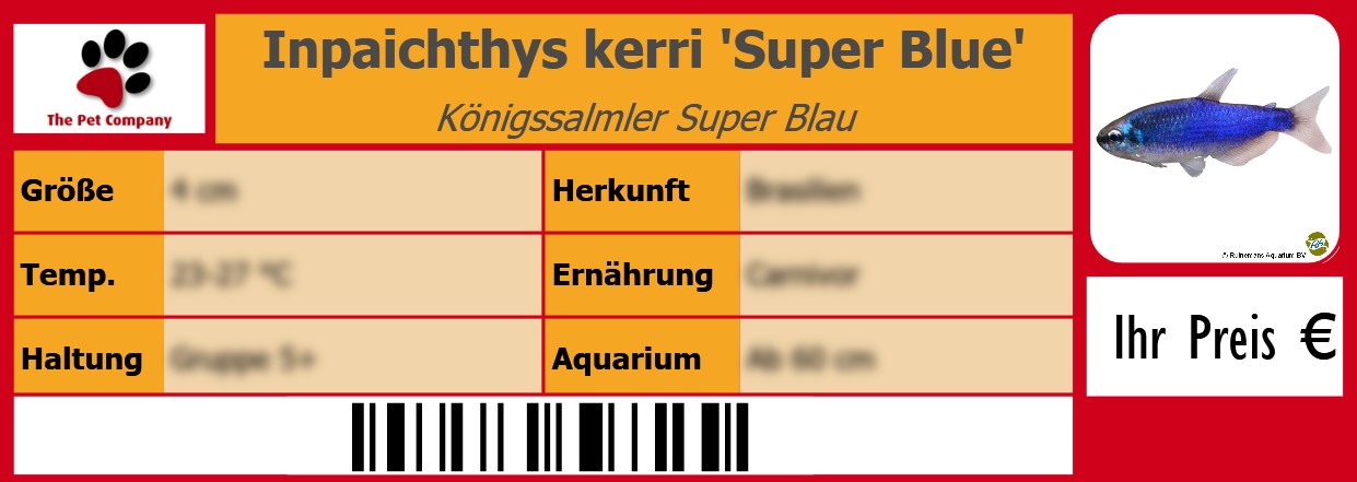 Inpaichthys kerri 'Super Blue' Königssalmler Super Blau 105 x 38 mm