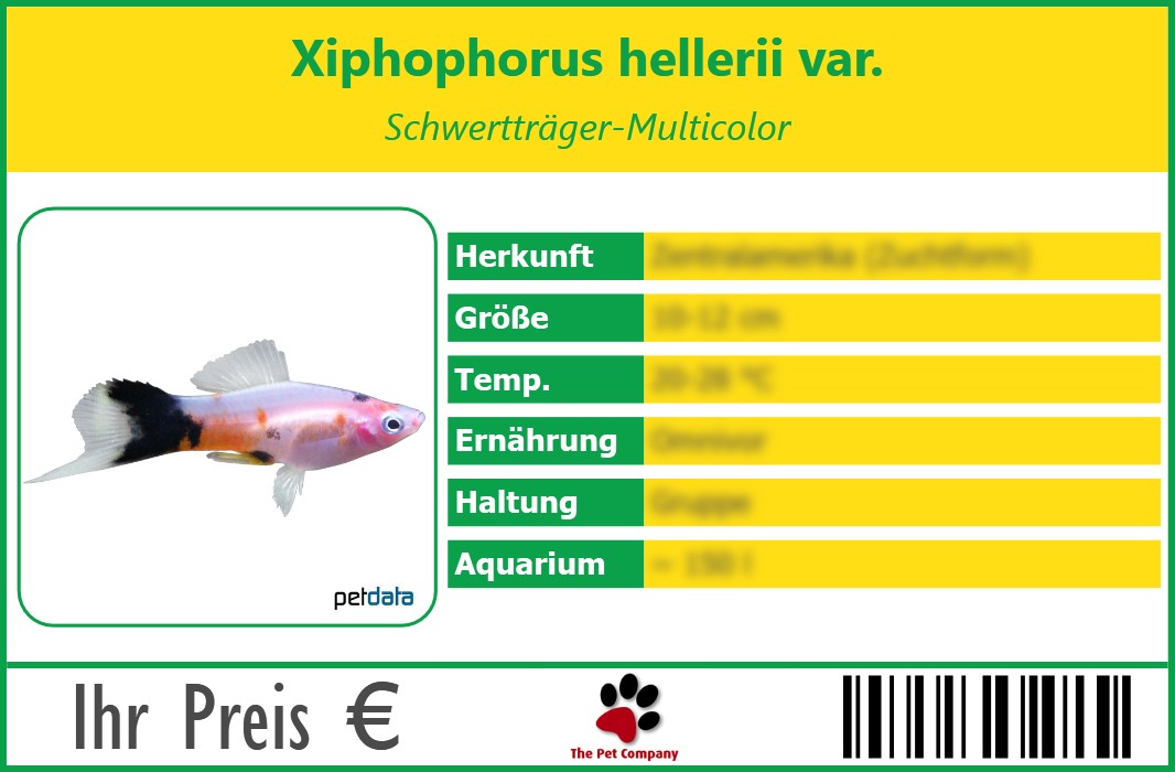 Xiphophorus hellerii var. Schwertträger-Multicolor 90 x 60 mm