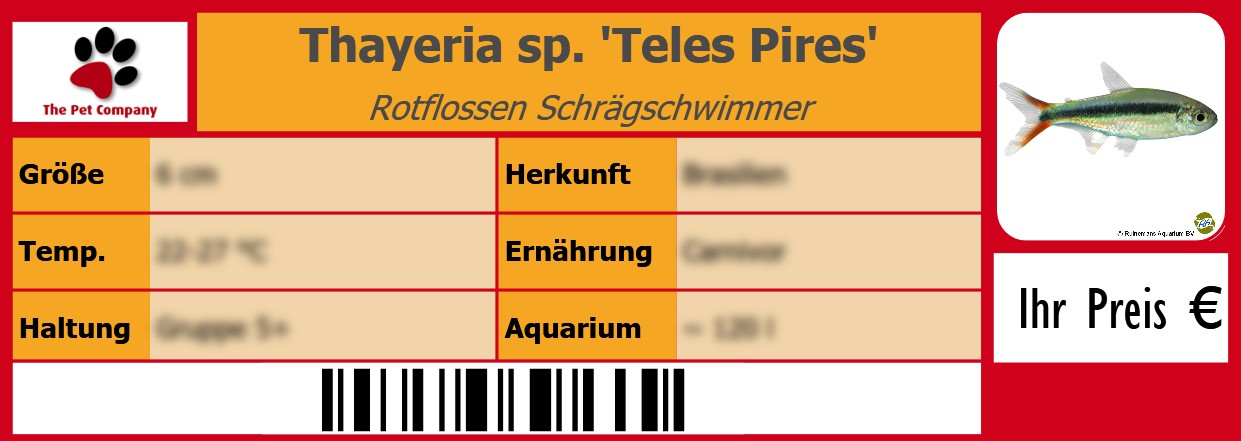 Thayeria sp. 'Teles Pires' Rotflossen Schrägschwimmer 105 x 38 mm