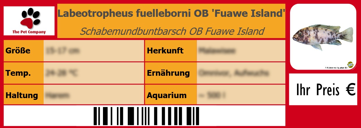 Labeotropheus fuelleborni OB 'Fuawe Island' Schabemundbuntbarsch OB Fuawe Island 105 x 38 mm