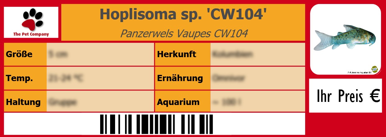 Hoplisoma sp. 'CW104' Panzerwels Vaupes CW104 105 x 38 mm