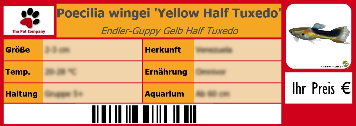 Poecilia wingei 'Yellow Half Tuxedo' Endler-Guppy Gelb Half Tuxedo 105 x 38 mm