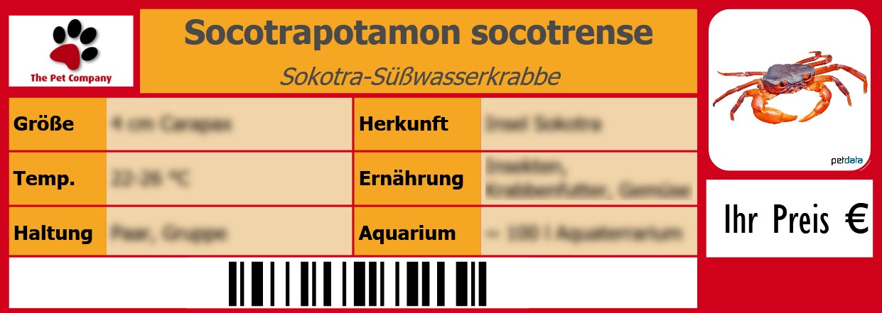 Socotrapotamon socotrense Sokotra-Süßwasserkrabbe 105 x 38 mm