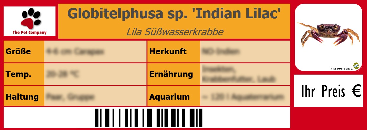 Globitelphusa sp. 'Indian Lilac' Lila Süßwasserkrabbe 105 x 38 mm