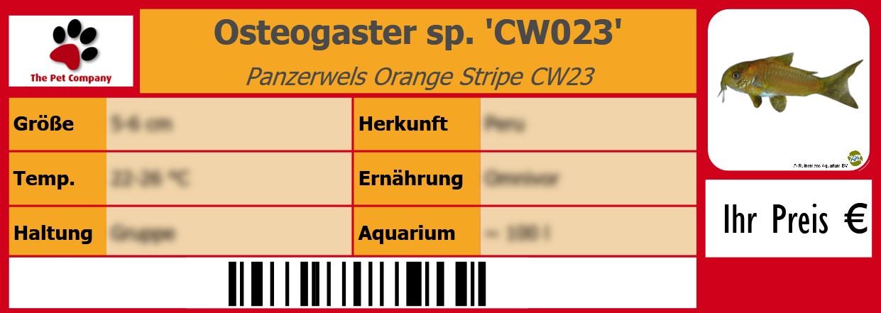 Osteogaster sp. 'CW023' Panzerwels Orange Stripe CW23 105 x 38 mm