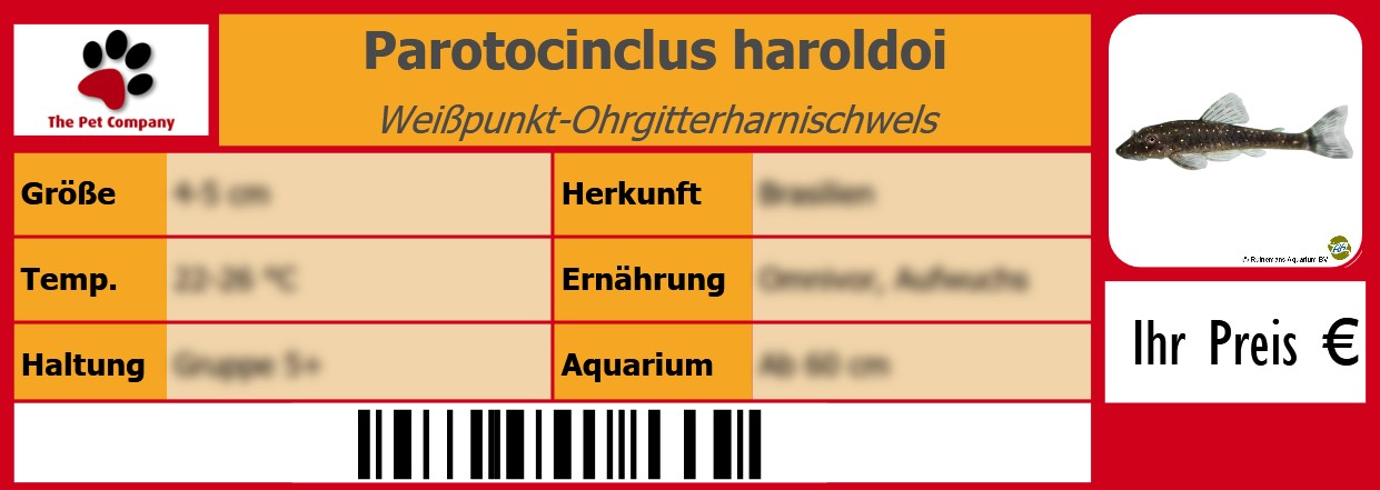 Parotocinclus haroldoi Weißpunkt-Ohrgitterharnischwels 105 x 38 mm