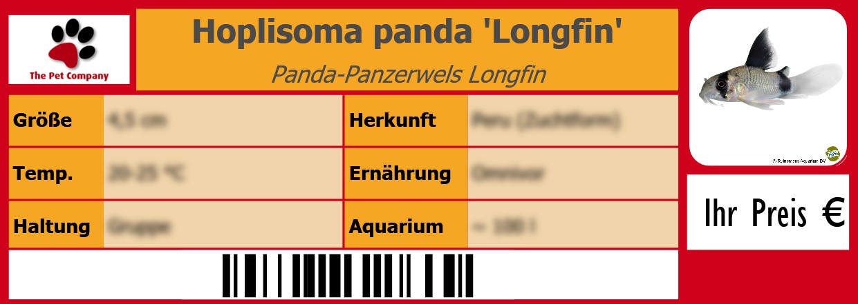 Hoplisoma panda 'Longfin' Panda-Panzerwels Longfin 105 x 38 mm