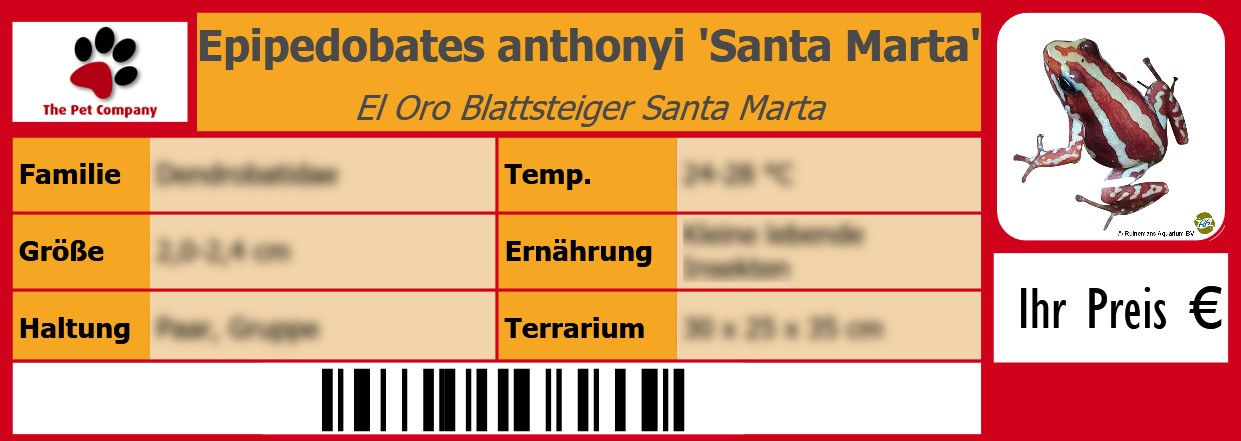Epipedobates anthonyi 'Santa Marta' El Oro Blattsteiger Santa Marta 105 x 38 mm