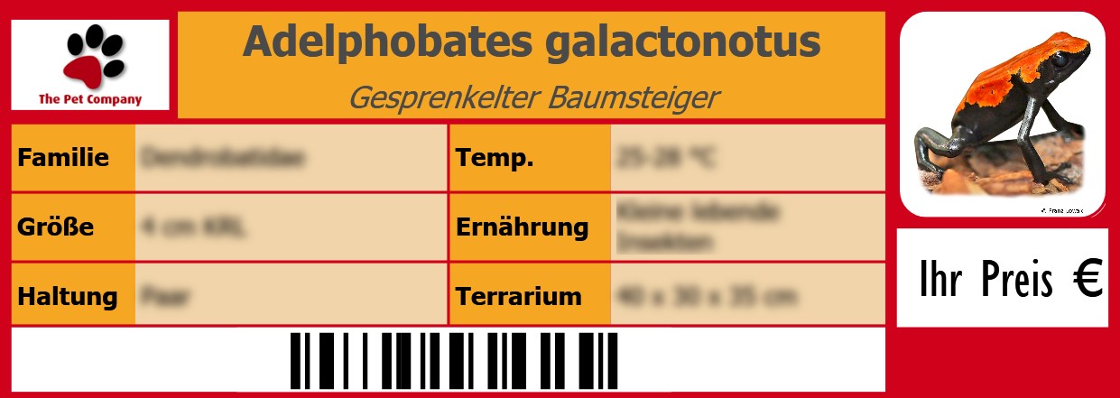 Adelphobates galactonotus Gesprenkelter Baumsteiger 105 x 38 mm